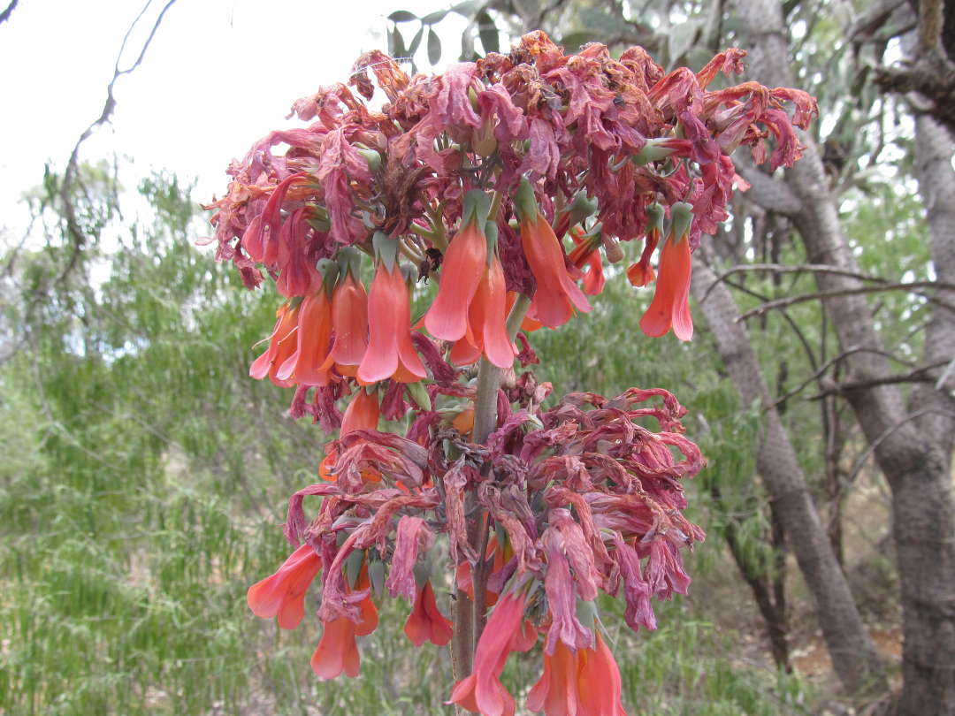 PhyloBotanist Field work in southern Queensland, part 2 Interesting