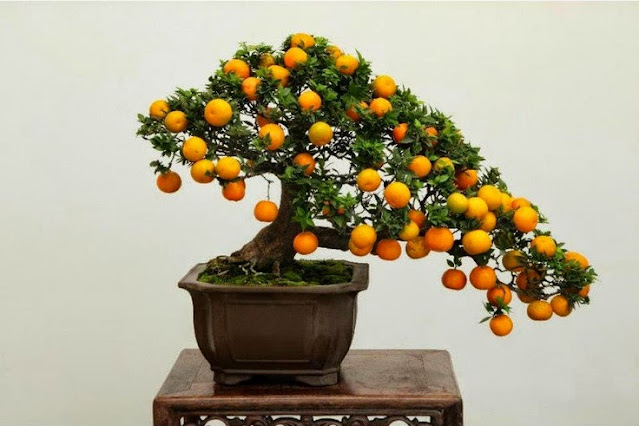 bonsai tree that grows fruit