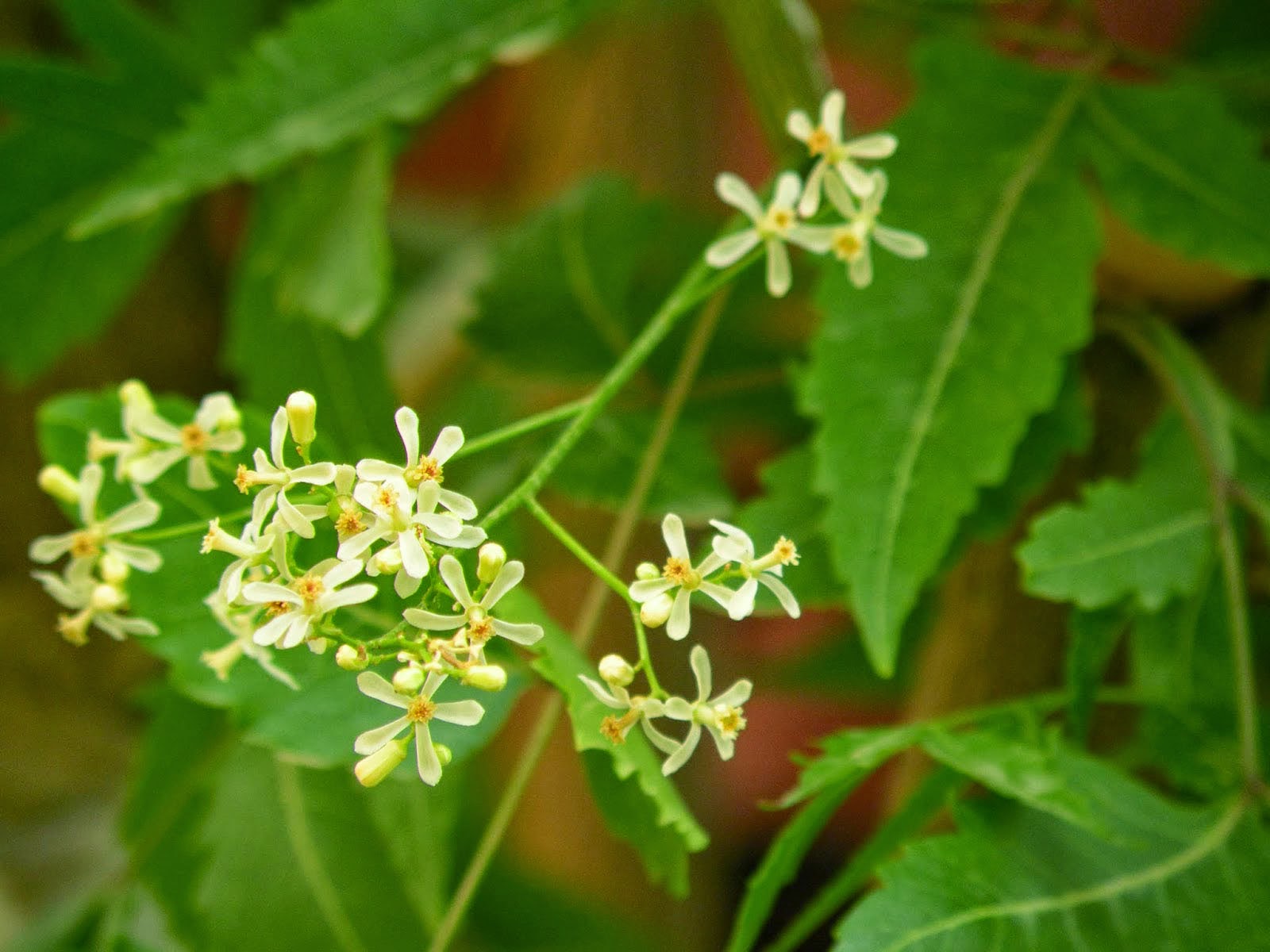 Reforestation and the Medicinal Uses of Trees Liliana Usvat Research