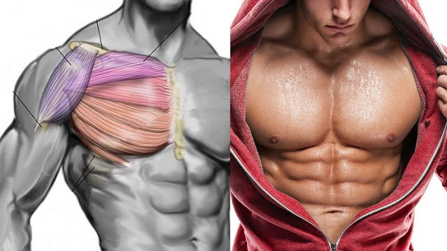 How to Get Pecs Quickly? Top Chest Muscle Building ...