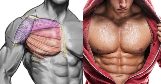 How to Get Pecs Quickly? Top Chest Muscle Building Exercises ~ www
