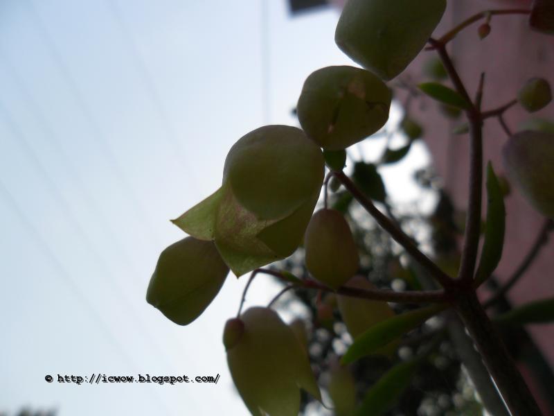 Pathor kuchi Ful(পাথর কুচি ফুল) - Kalanchoe pinnata