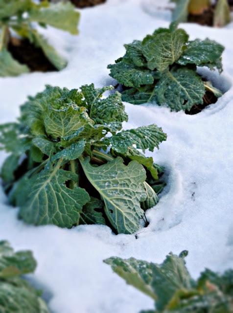 Kale in Snow