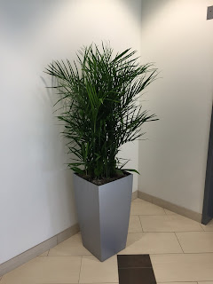 office plant leasing pricing installation Andover MA;