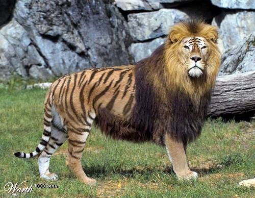 That "one": Ligers, of the male lion and female tiger
