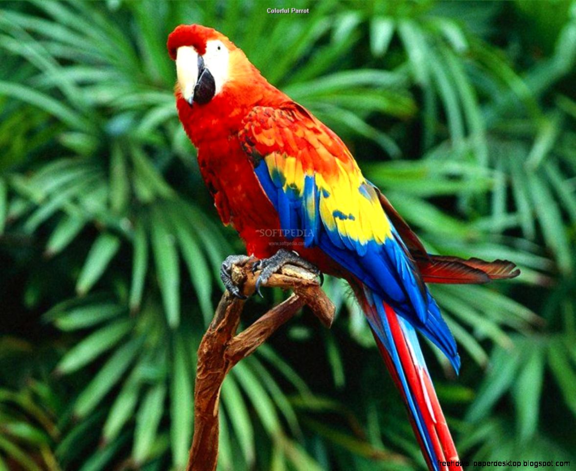 Rainforest Animals Parrots