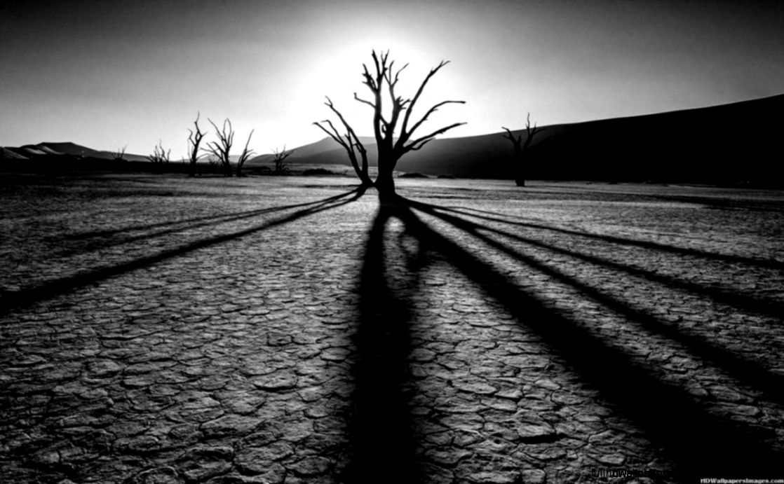 Nature Wallpaper Black And White Trees  All HD Wallpapers