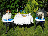 Dogs Tea Party!