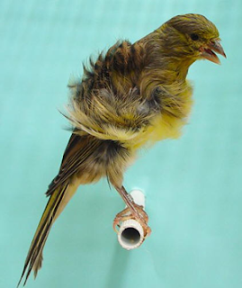 Burung Kenari Northern Dutch Frilled - Solusi Burung Kenari - Mengenal Burung Kenari Northern Dutch Frilled