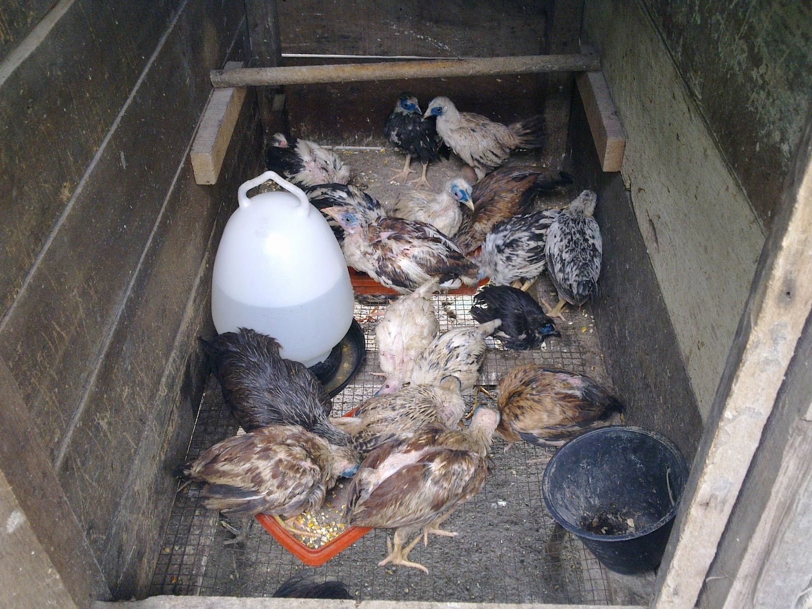 PEDAS AGRO FARM Ubat Mata Untuk Ayam