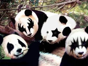 Osos panda