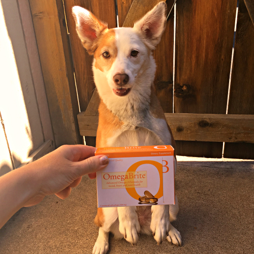 Rubicon Days Omega 3 Benefits for Pets and Their Humans with OmegaBrite