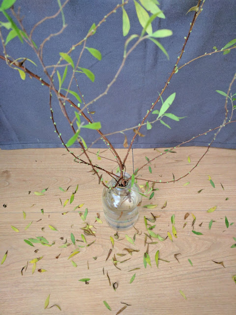 From The Garden Of Zen March 2010