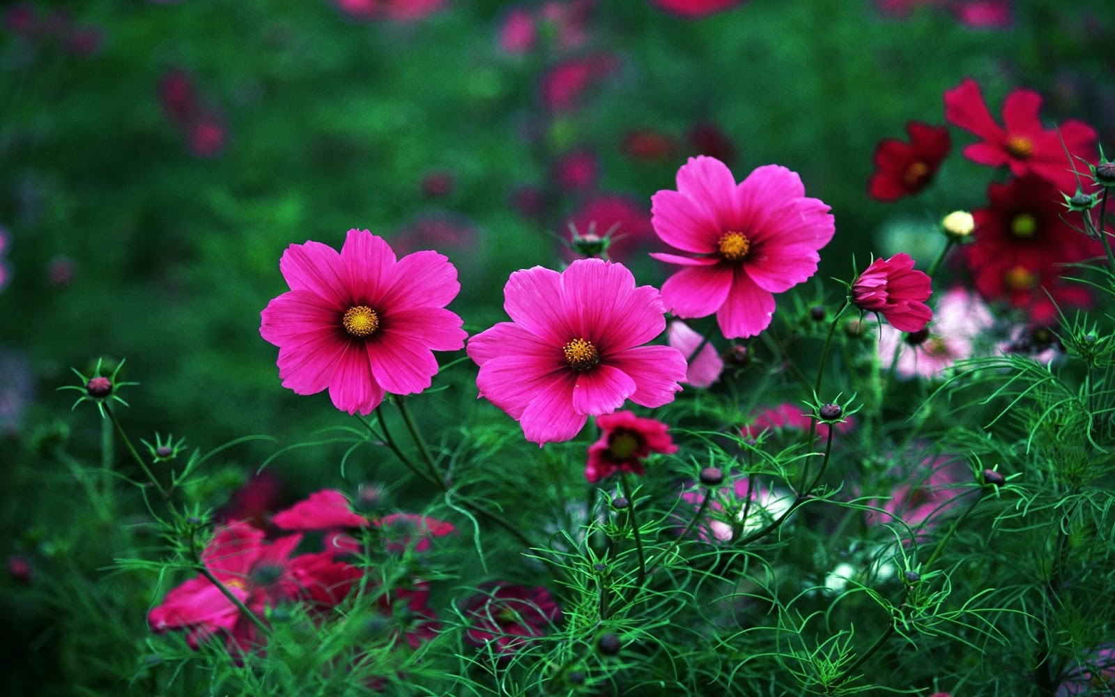 Cosmos Flower HD Wallpapers Darkblack Wallpaper