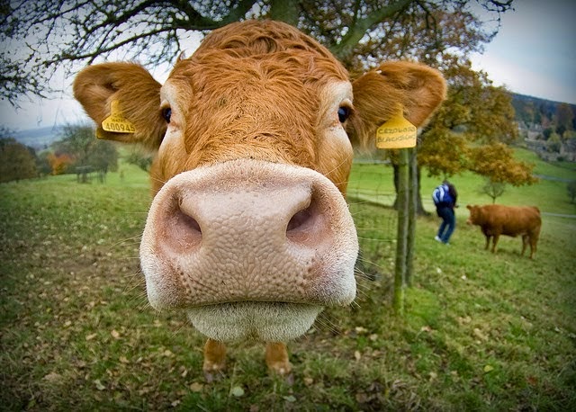 صور فوتوغرافية مذهلة بخاصية fisheye أو عين السمكة