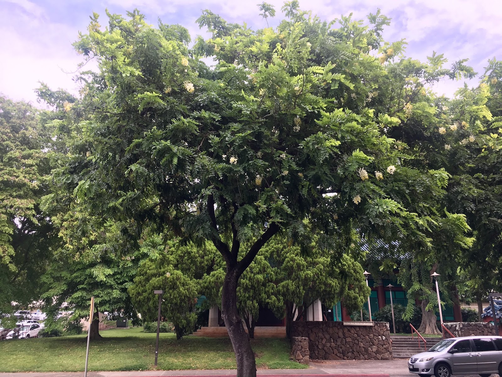 Cassia X nealiae (Rainbow Shower)