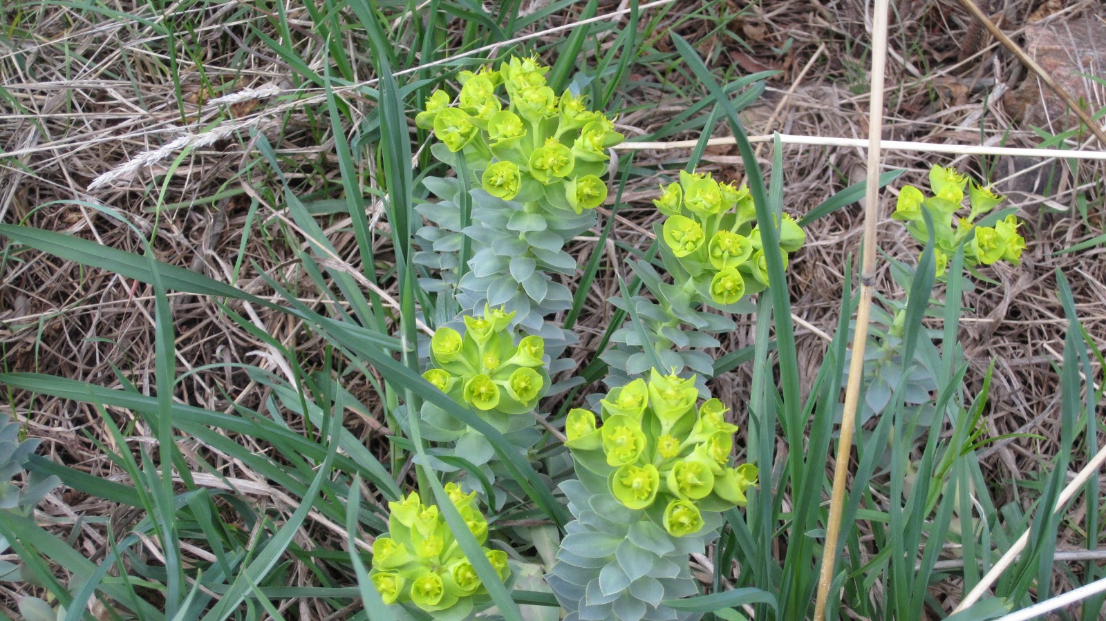 Noxious Weeds With Yellow Flowers