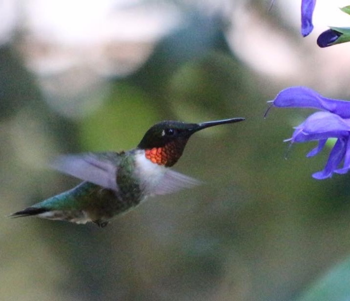 The Baiting Hollow Hummingbird Sanctuary Brookgreen and Caypso Gardens
