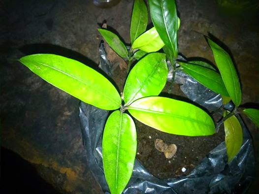 Biji mundu yang berhasil sprout menjadi bibit tanaman baru. (Dokumentasi pribadi)