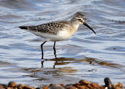 curlew rye september juvenile travels birds harbour sandpiper