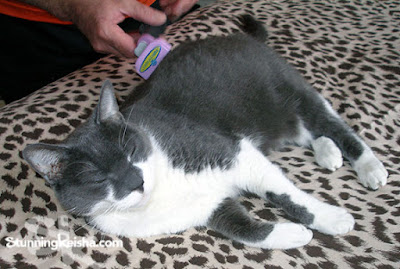 How to Bond With Your Cat Using the FURminator #ChewyInfluencer