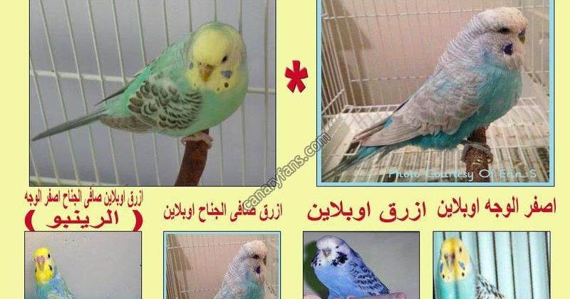 انتاج طفرة الرينبو بكل بساطة مع محمود وادي