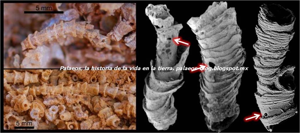 Palaeos, la historia de la Vida en la Tierra: Notas cortas: el ...