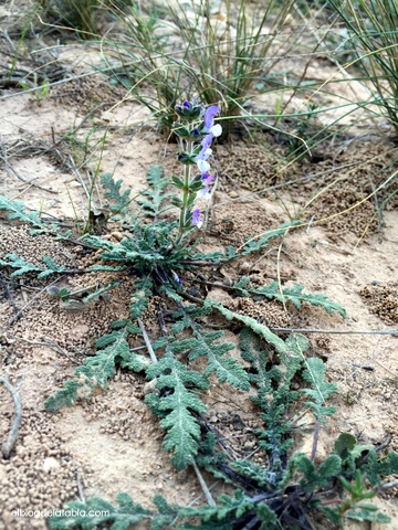 Salvia verbenaca