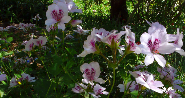 m semen marroquis y mi jardin encantado