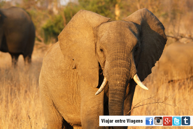 SAFARI NO KRUGER - Tudo o que precisa saber para um Safari no Parque Nacional de Kruger | África do Sul