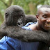 "Virunga", documental sobre el Parque del Congo amenazado por el petróleo, triunfa en el Cinemambiente