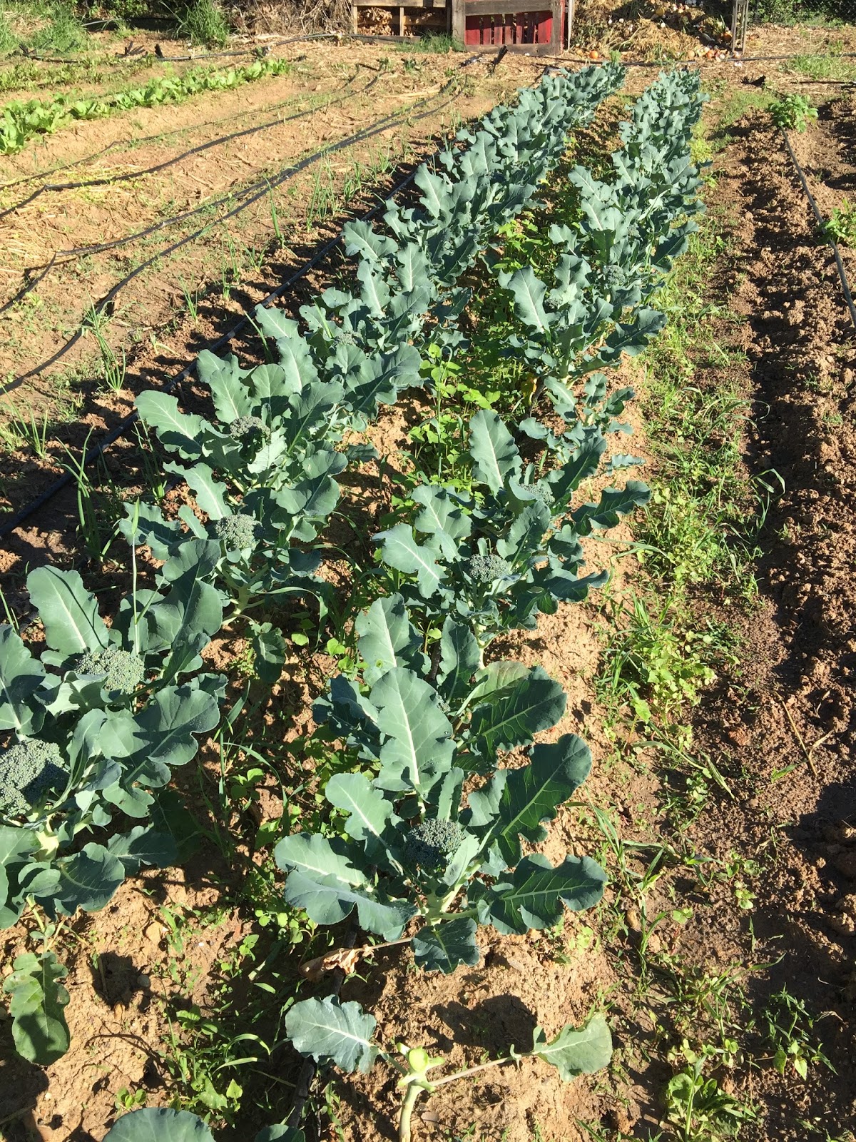 Natural Gardening A broccoli harvest