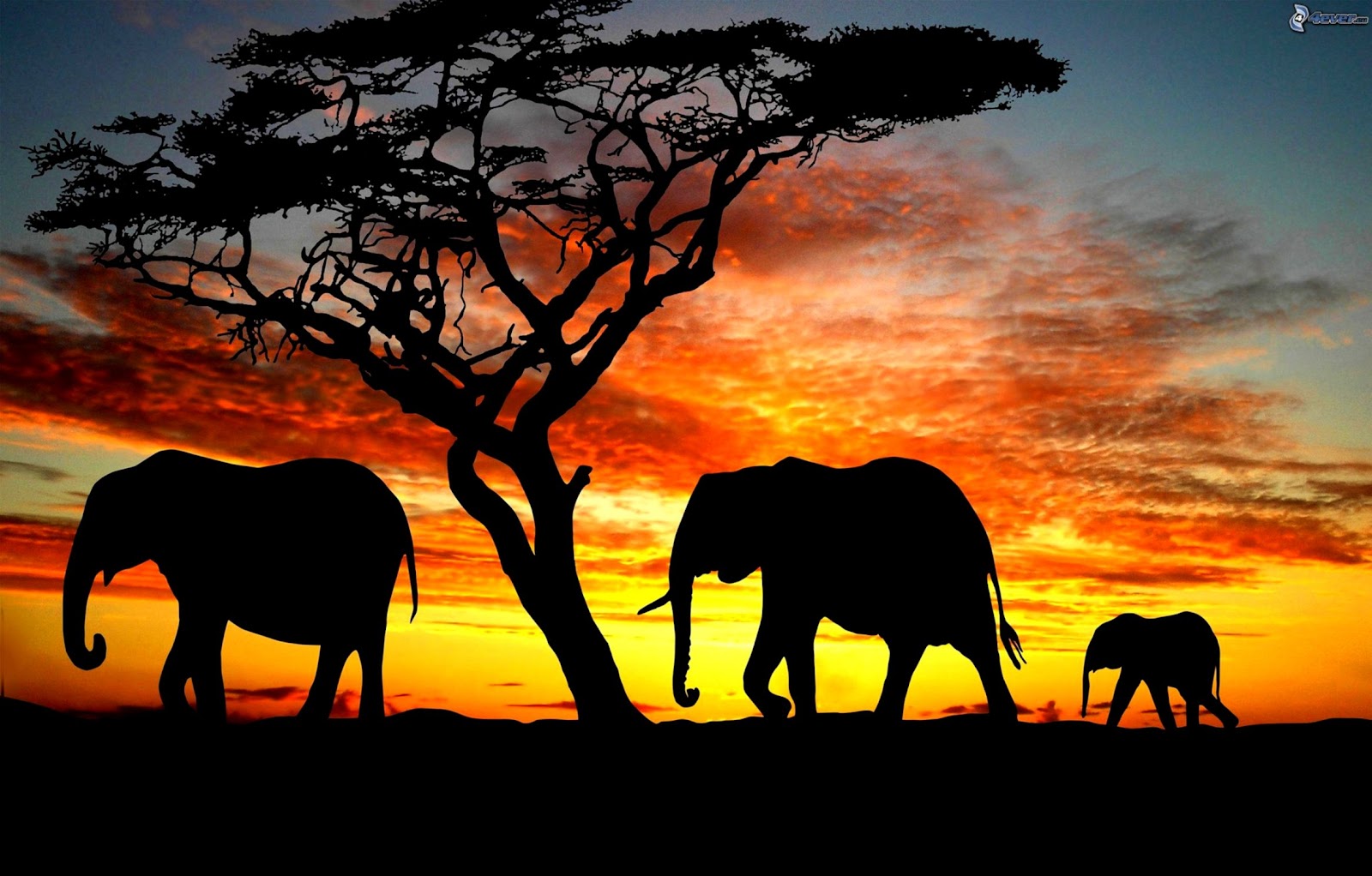 Elephant Silhouette Sunset