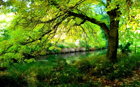 arbol.jpg