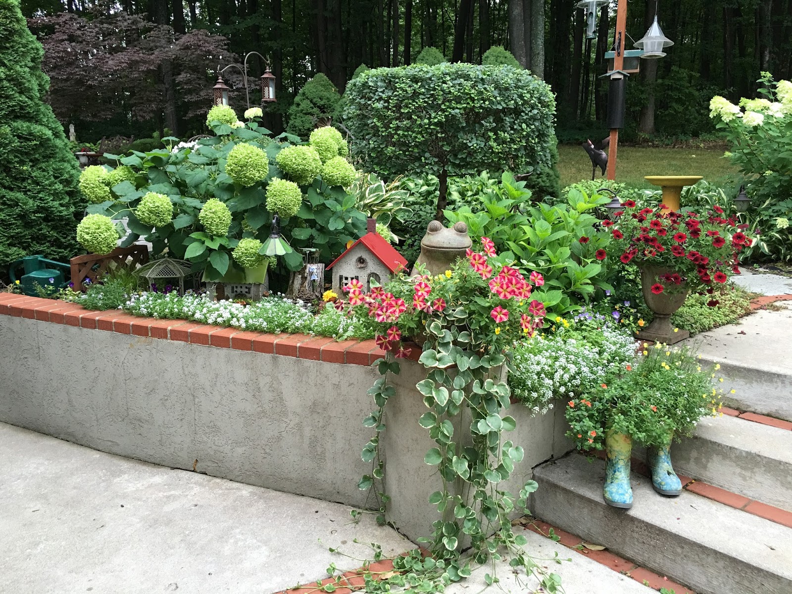 Limelight Hydrangeas In Bloom