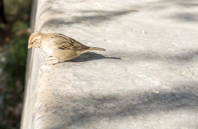 lovely lyon fotografía francia