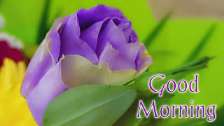good morning good morning