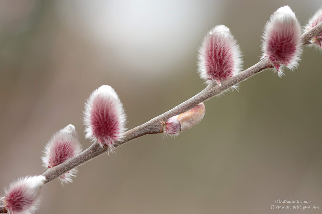 salix mount aso chatons roses