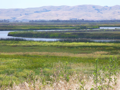 Suisun Slough winding through marshland