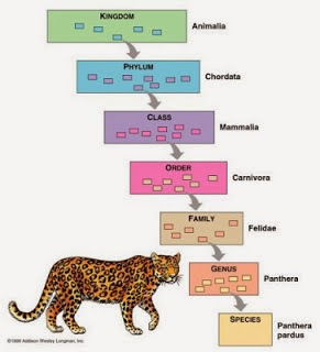Perbedaan Teori Biogenesis Dan Abiogenesis : Sebutkan ciri-ciri umum