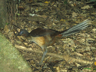 lyrebird albert bird female superb lyre sound menura imitate any alberti australia animals mount birds wales south australian flash beautiful