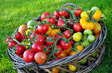 Assorterte tomater