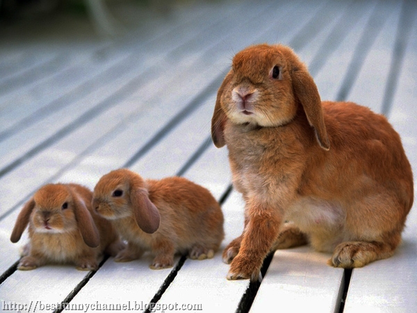 Rabbits.