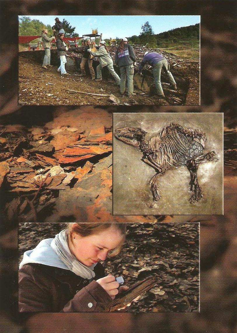 Science online The importance of the fossils and the suitable