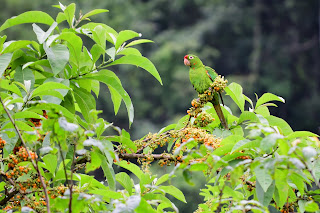 Costa Rica parrot in tree