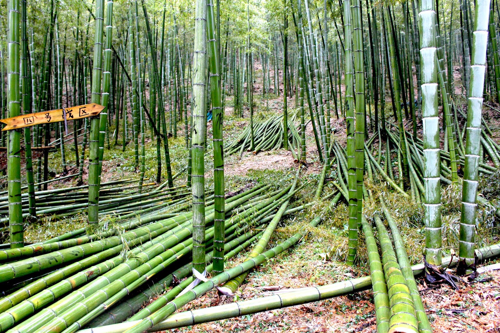 Kosñipata Biochar Project May 2014