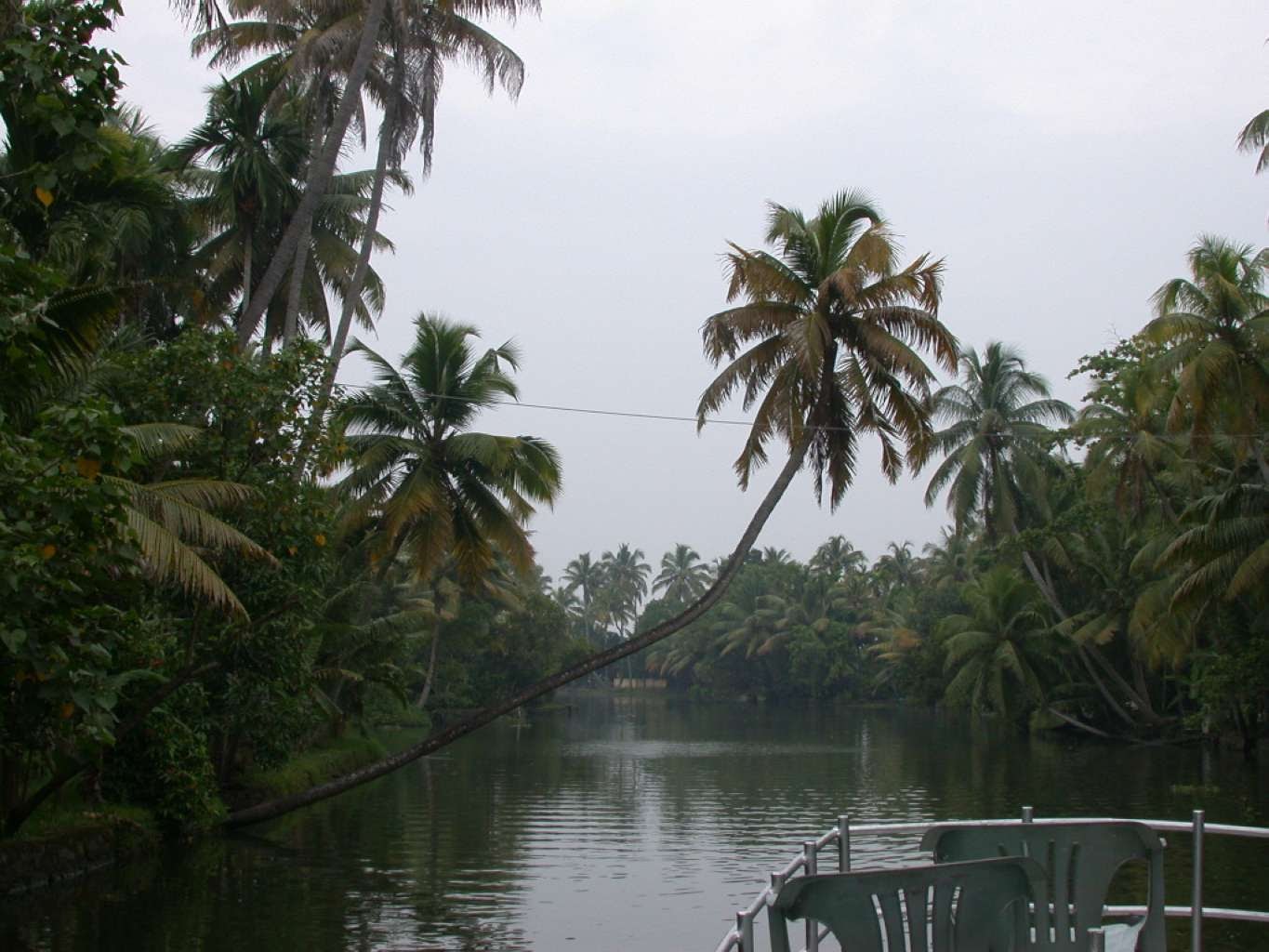 тропические леса индии. джунгли ганга. джунгли ганга. тропические джунгли индии. западные гаты гоа.