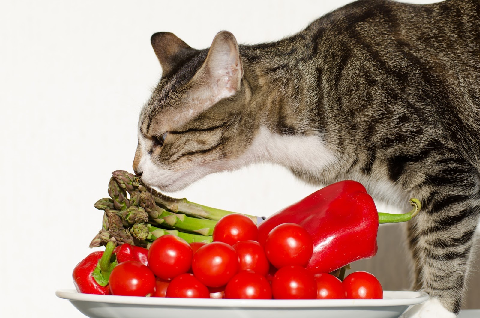 Cat Advice Should You Feed Your Cat Vegetarian Cat Food?