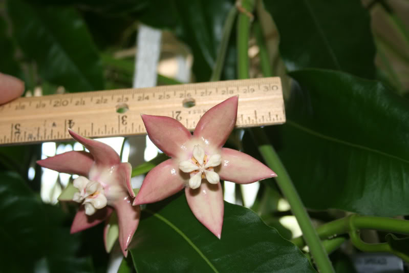 Хойя индонезия 001 Хойя индонезия 001