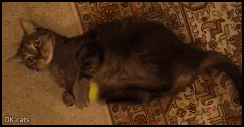 Art Cat GIF • Cinemagraph • Crazy Cat trying to kill a tennis ball."Must die!" Art Cat GIF • Cinemagraph • Crazy Cat trying to kill a tennis ball."Must die!"